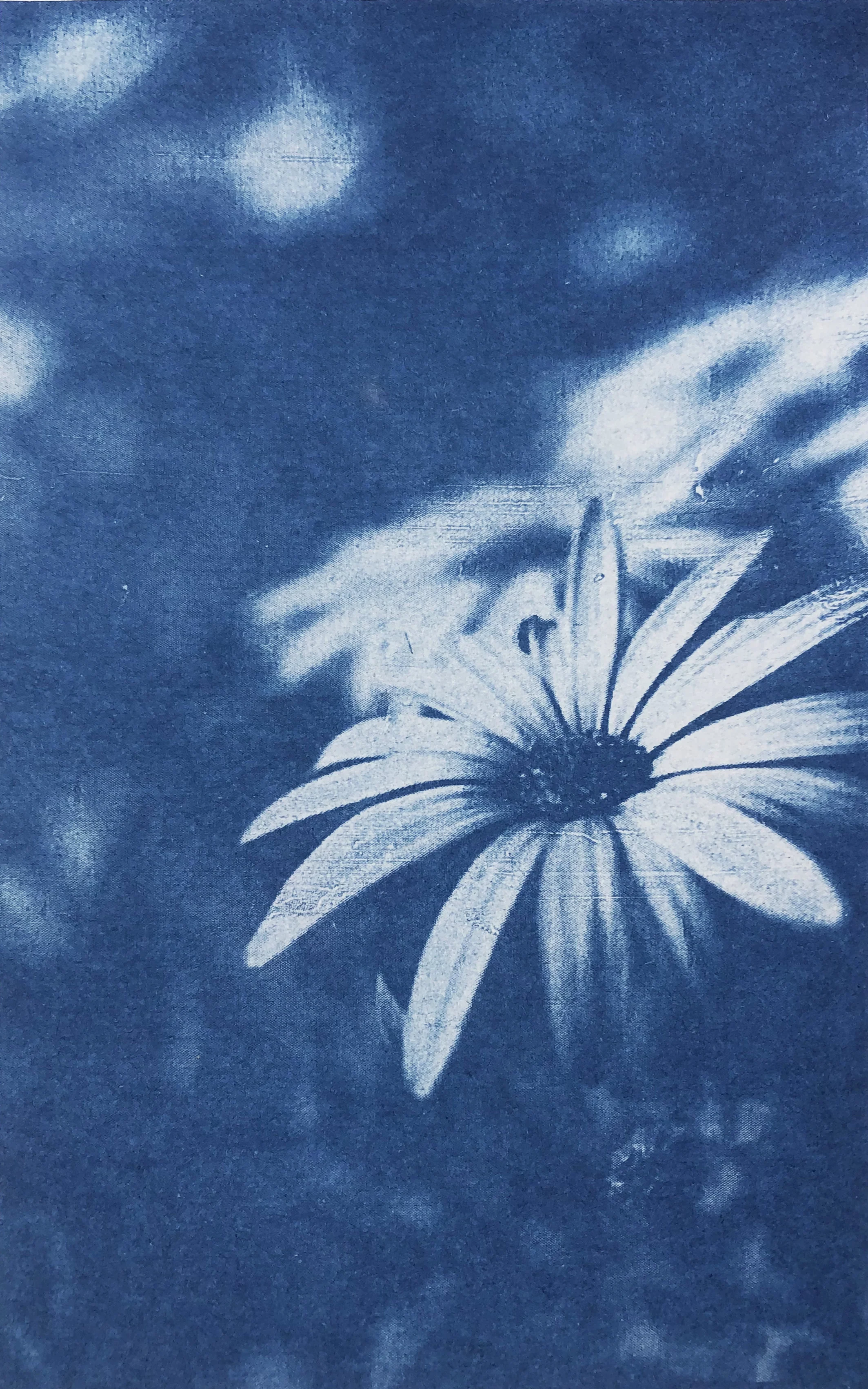 Pochette papier Cyanotype - Image 4